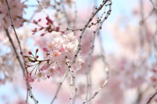 5312-八重紅枝垂れ桜　蕾と花　水色と桃色バック.jpg